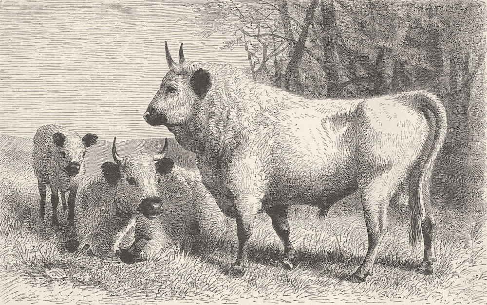 SCOTLAND. Wild cattle of Cadzow Park 1894 old antique vintage print picture